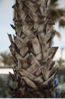 photo texture of palm bark 0019